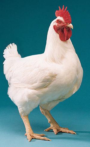 Start with National Broiler Marketing Association ... Broiler