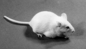 The Oncomouse: The Scientific Lawyer's mascot Oncomouse