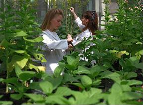 Botanists at work